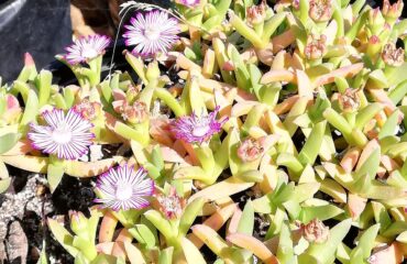 Ruschia lineolata