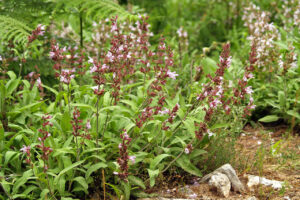 Salvia Officinalis