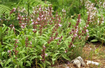 Salvia Officinalis