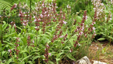 Salvia Officinalis