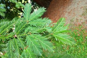 Sequoia Sempervirens