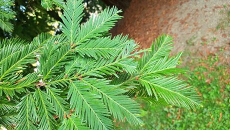 Sequoia Sempervirens