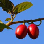 Solanum betaceum