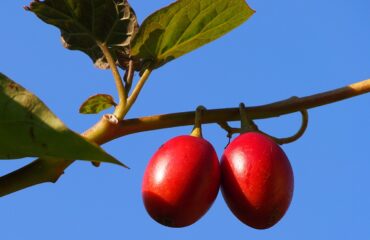 Solanum betaceum