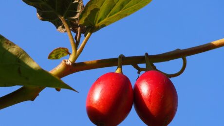 Solanum betaceum