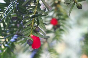 Taxus Baccata Taxus Baccata