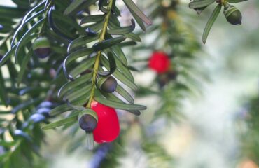 Taxus Baccata