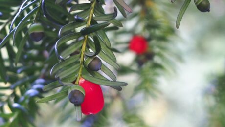 Taxus Baccata