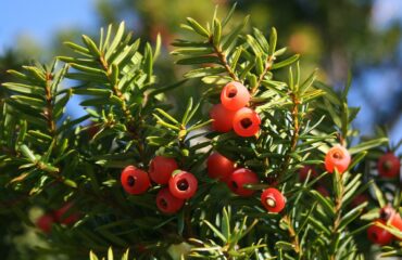 Taxus Cuspidata