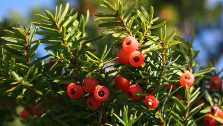 Taxus Cuspidata