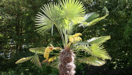 Trachycarpus Fortunei