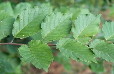 Ulmus Minor