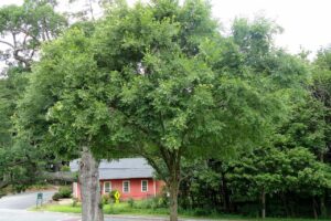 Ulmus Parvifolia Ulmus Parvifolia