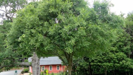 Ulmus Parvifolia