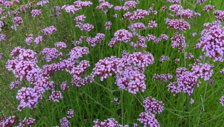 Verbena Bonariensis