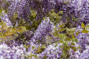 Wisteria Sinensis Wisteria Sinensis