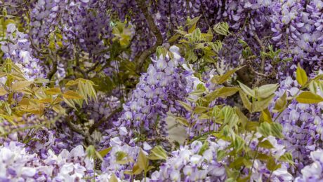 Wisteria Sinensis