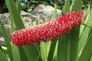 Xeronema Callistemon