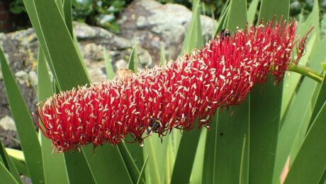 Xeronema Callistemon