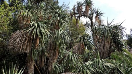 Yucca Gigantea