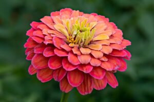 Zinnia Elegans