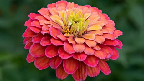 Zinnia Elegans