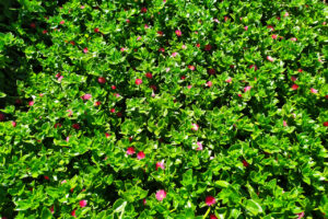 Aptenia cordifolia Aptenia cordifolia