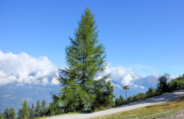 larix decidua