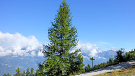 larix decidua